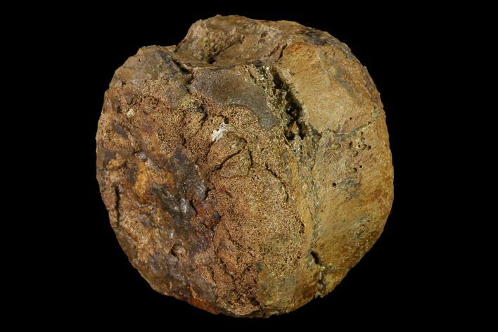 Hadrosaur (Edmontosaur) Caudal Vertebra Centrum - South Dakota #145822